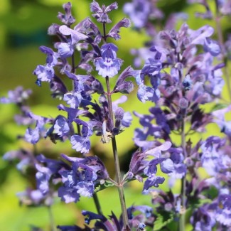 Непета Blue Planet p9