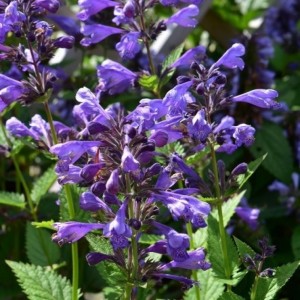 Непета Laguna Blue р9