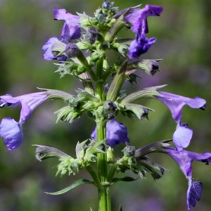 Непета Laguna Blue р9