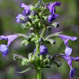 Непета Laguna Blue р9