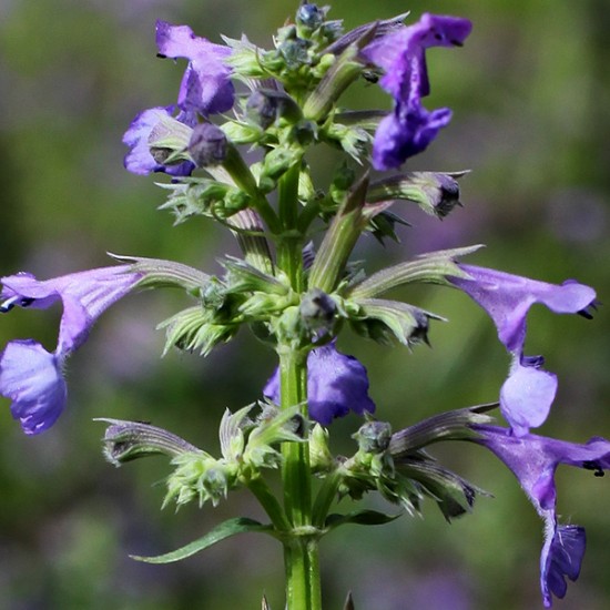 Непета Laguna Blue р9