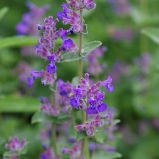 Непета Little Titch р9