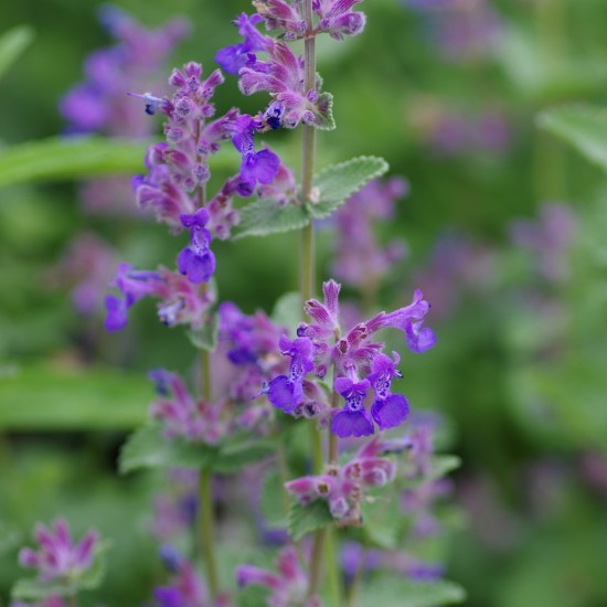 Непета Little Titch р9