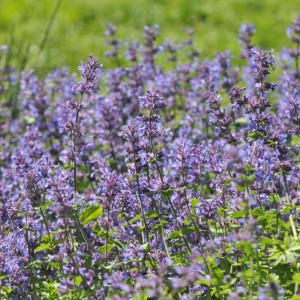 Непета Little Titch р9