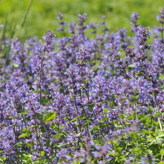 Непета Little Titch р9