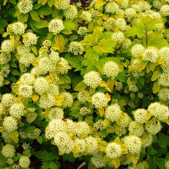 Пухироплідник Magic Ball 1,5 л