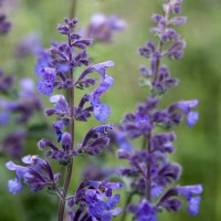 Непета Purrsian Blue р9