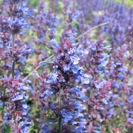 Непета Purrsian Blue р9