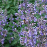 Непета Six Hills Giant р9