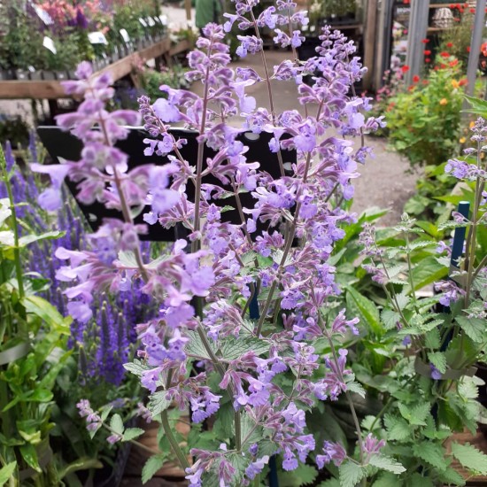 Непета Walker's Lowt р9