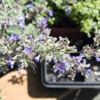 Непета Walker's Lowt р9