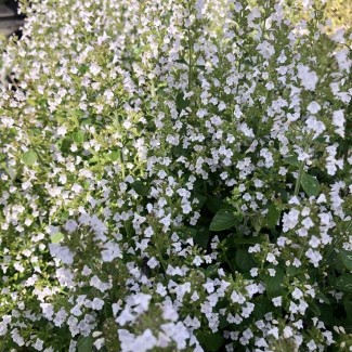 Непета Каламінта р9