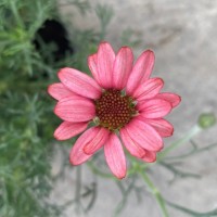 Родантемум hybrida Zagora Pink р9