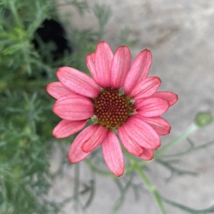 Родантемум hybrida Zagora Pink р9