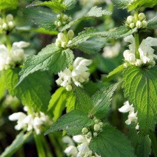 Непета Каламінта р9