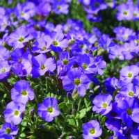 Обрієта  Blauneise р9