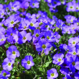 Обрієта  Blauneise р9