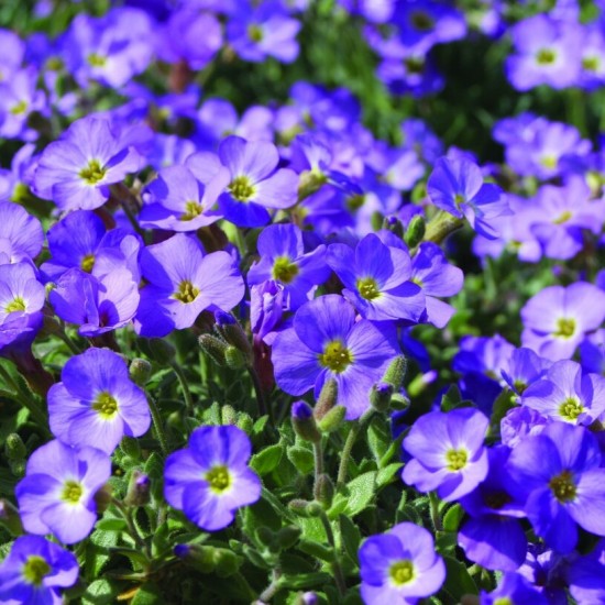 Обрієта  Blauneise р9