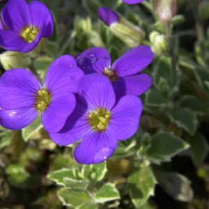 Обрієта Silberrand p9