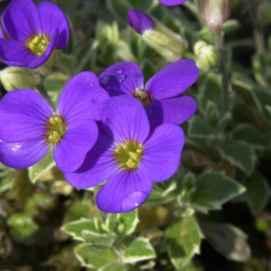 Обрієта Silberrand p9