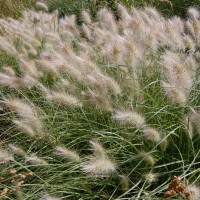 Пеннісетум Autumn Magic р9