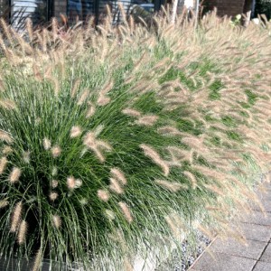 Пеннісетум Autumn Magic р9