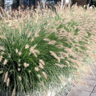 Пеннісетум Autumn Magic р9