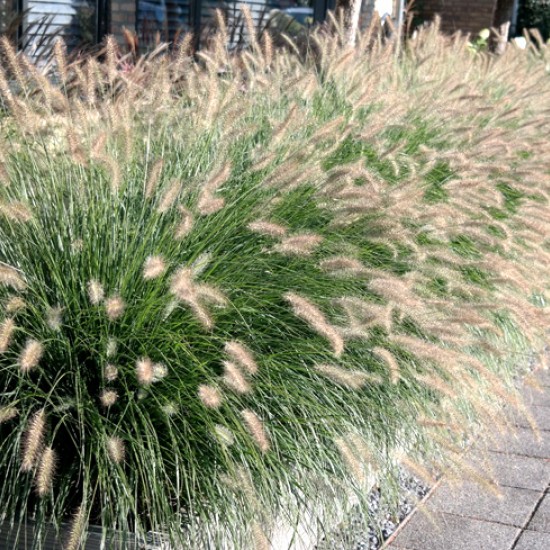 Пеннісетум Autumn Magic р9