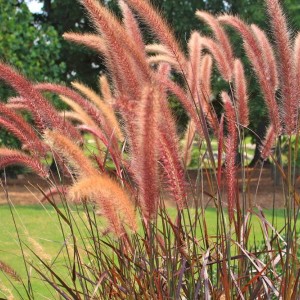 Пеннісетум Burgundy Bunny р9