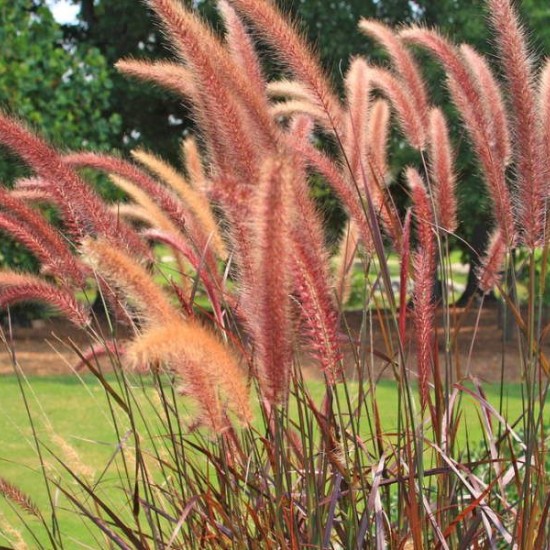 Пеннісетум Burgundy Bunny р9