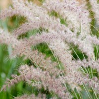 Пеннісетум Dance with me р9