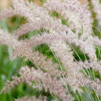 Пеннісетум Dance with me р9