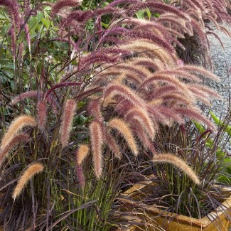 Пеннісетум Dance with me р9