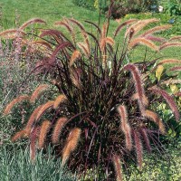 Пеннісетум Rubrum 1.5 л