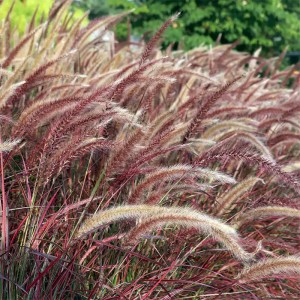 Пеннісетум Rubrum 1.5 л