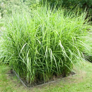 Пеннісетум Zebrina р9