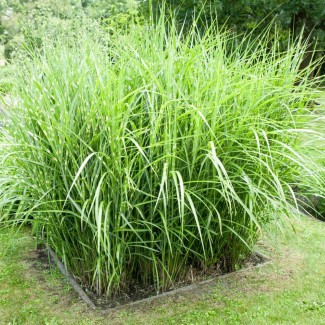 Пеннісетум Zebrina 2 л