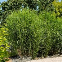 Пеннісетум Zebrina р9