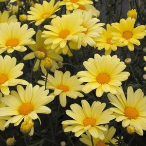 Родантемум hybrida Zagora Yellow р9