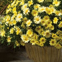 Родантемум hybrida Zagora Yellow р9