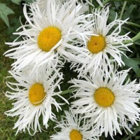 Ромашка Crazy Daisy p9