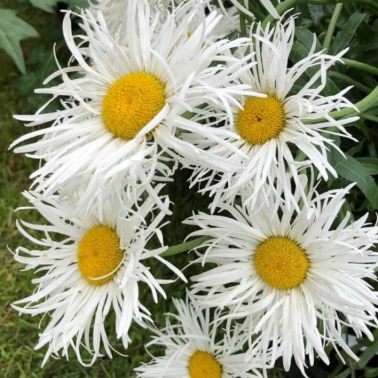 Ромашка Crazy Daisy p9