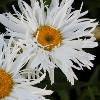 Ромашка Crazy Daisy p9