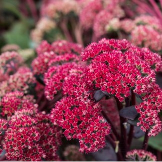 Седум Oriental Dancer 1.5 л