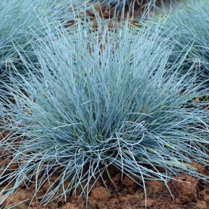 Сеслерія блакитна р9