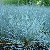 Сеслерія блакитна р9