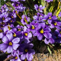 Сісірінхіум р9