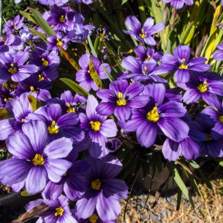 Сісірінхіум р9