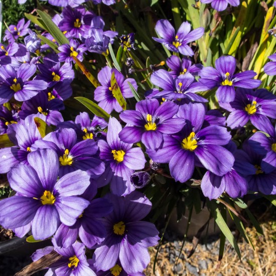 Сісірінхіум р9