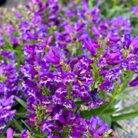 Пенстемон Rock Candy Pyrple р9